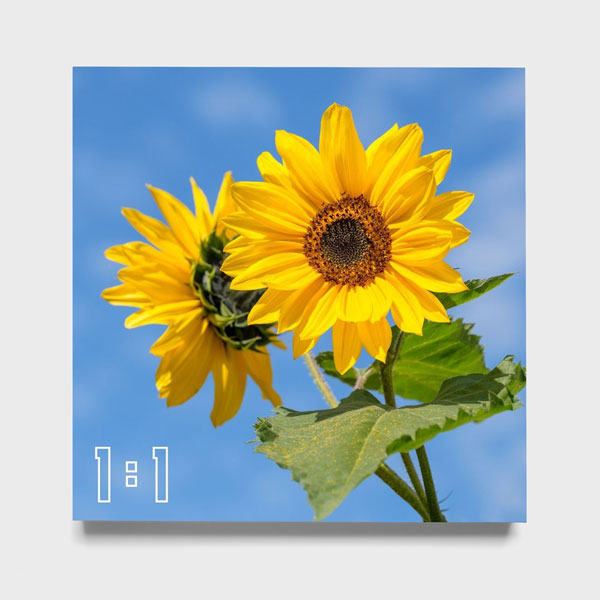 1:1 Kare Ahşap Tablo (UVB)