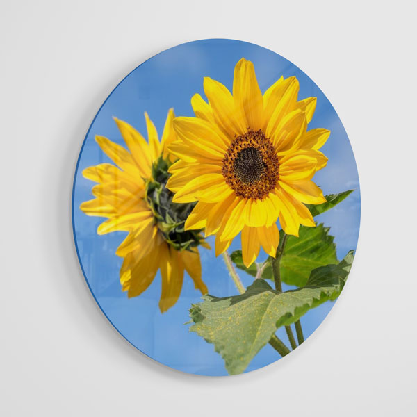 1:1 Daire Akrilik Tablo